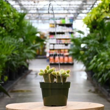 Cleistocactus colademononis, Monkey Tail Cactus