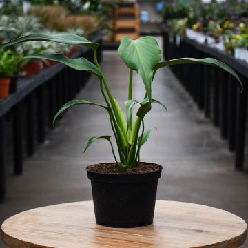 Monstera 'Burle Marx Flame'