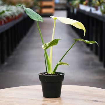 Monstera Deliciosa 'Mint'