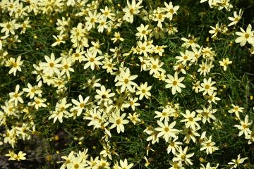 Coreopsis, Threadleaf Tickseed 'Moonbeam'