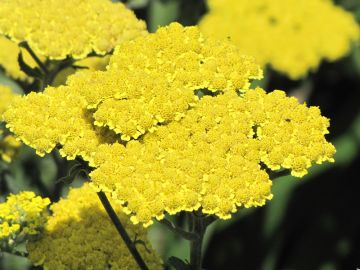 Achillea, Common Yarrow, 'Moonshine'