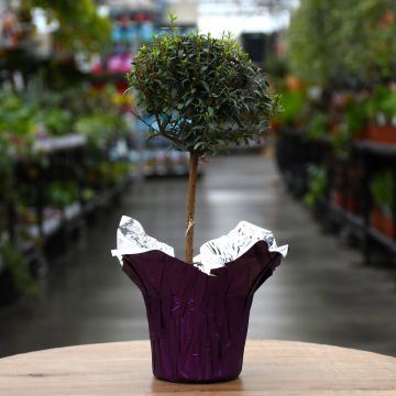 Myrtle Topiary