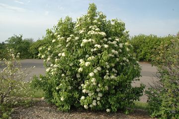 Viburnum, Nannyberry Shrub