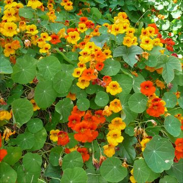 Nasturium, Jewel Mix