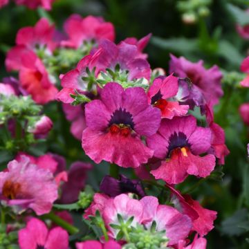 Nemesia, Nesia™ Magenta (early spring crop)