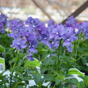 Nemesia, Nesia™ Denim (early spring crop)