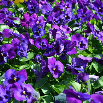 Viola, Pansy Delta™ 'Neon Violet'
