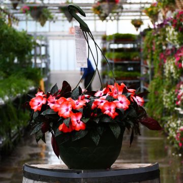 12.8&quot; Hanging Basket New Guinea Impatiens Orange Ice