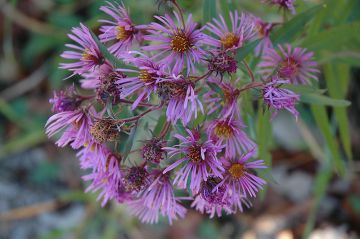 Aster, New England Aster 'Minnesota Native'