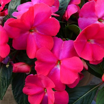 Impatiens, SunPatiens® 'Hot Pink'