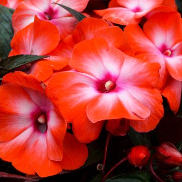 Impatiens, New Guinea 'Orange Ice'