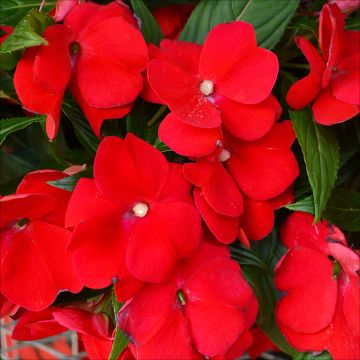 Impatiens, SunPatiens® 'Deep Red'