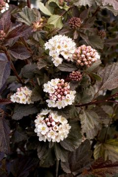Physocarpus Monlo, Ninebark 'Diabolo®'