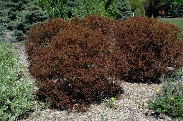 Physocarpus, Ninebark 'Summer Wine®'