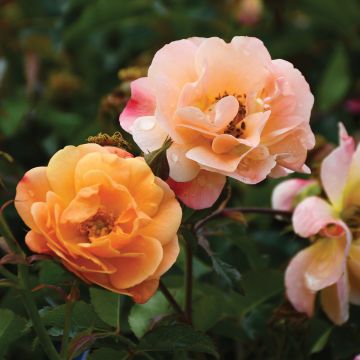 Rosa, Shrub Rose 'Nitty Gritty™ Peach'