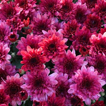 Chrysanthemum, Novelty Fall Mum 'Strawberry Ice'