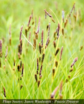 Carex, Tussock Sedge 'Minnesota Native'