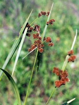 Scirpus, Green Bulrush 'Minnesota Native'