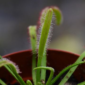 Drosera Capensis 'Octopus Plant'