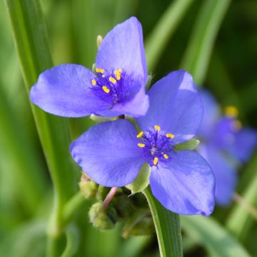 Tradescantia, Ohio Spiderwort 'Minnesota Native'
