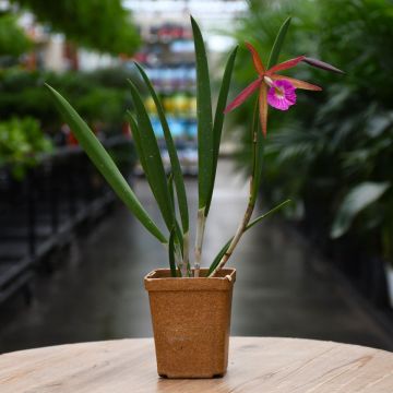Cattleya 'Queen of Orchids'