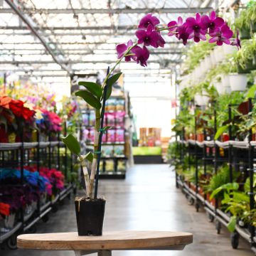 Dendrobium 'Rock Orchids'