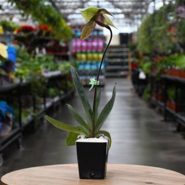 Paphiopedilum 'Lady Slipper Orchid'