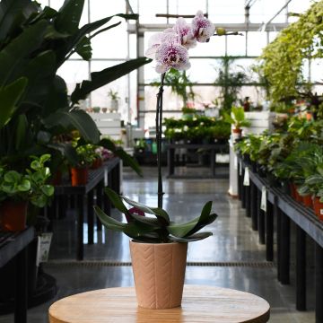 Phalaenopsis Amabilis 'Moon Orchid' in Ceramic