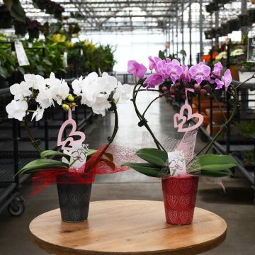 Phalaenopsis Amabilis 'Moon Orchid' Heart Shaped