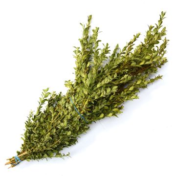 Boxwood 'Oregonia'