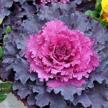 Brassica, Ornamental Kale 'Osaka iQ Red'