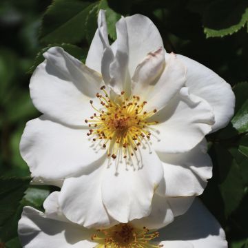 Rosa, Shrub Rose 'Easy Elegance® Oscar Peterson™'