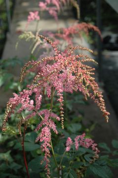 Astilbe, Arendsii Group 'Ostrich Plume'