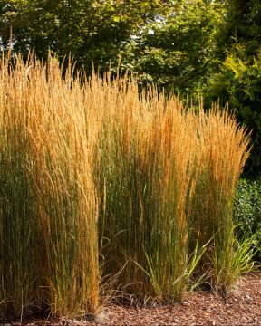 Calamagrostis, Feather Reed Grass 'Overdam'
