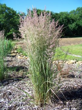 Calamagrostis, Feather Reed Grass 'Overdam'