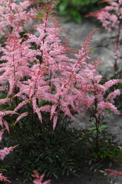 Astilbe, Dwarf Astilbe 'Pretty in Pink'