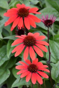 Echinacea, Coneflower Panama™ 'Red'