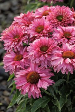 Echinacea, Coneflower 'SunSeekers® Sweet Fuschia'