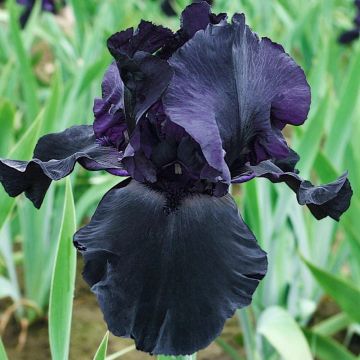 Iris, Bearded 'Blackwater'