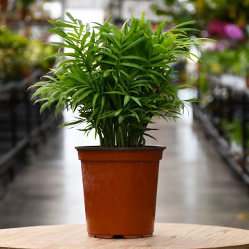 Chamaedorea Elegans 'Neanthe Bella Palm'