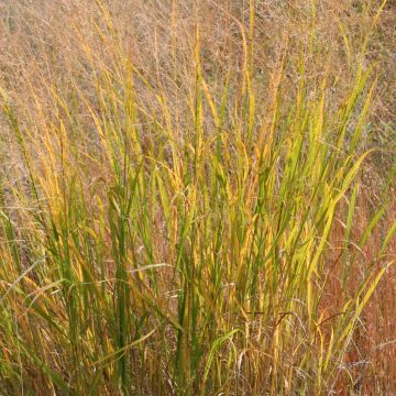 Panicum, Switchgrass, 6 pack