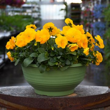 Viola, Pansy Delta™ 'Yellow' Bowl