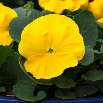 Viola, Pansy Delta™ 'Yellow'