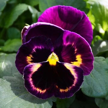 Viola, Pansy Delta™ 'Matrix Sangria'