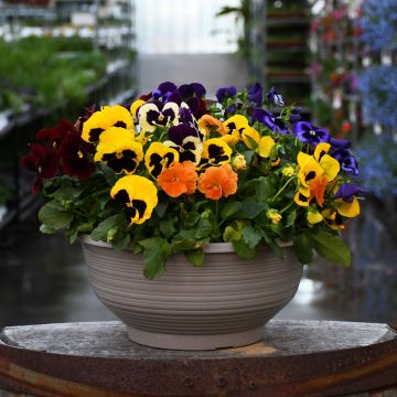 Viola, Pansy Delta™ Mix Bowl