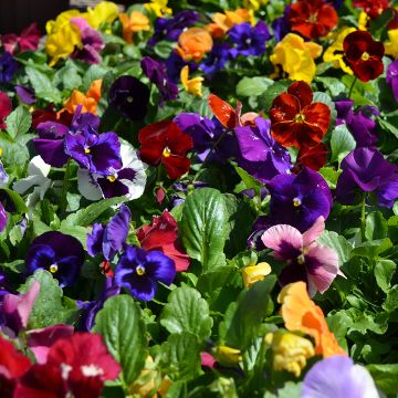Viola, Pansy Delta™ Mix