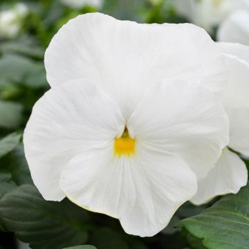 Viola, Pansy Delta™ 'White'