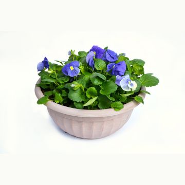 12.5"" Bowl