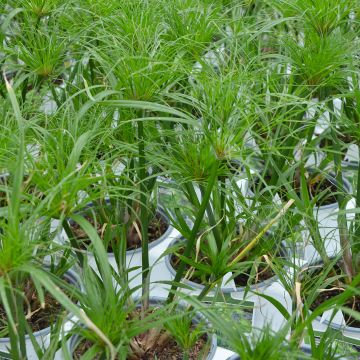 Cyperus Papyrus 'Dwarf Egyptian'