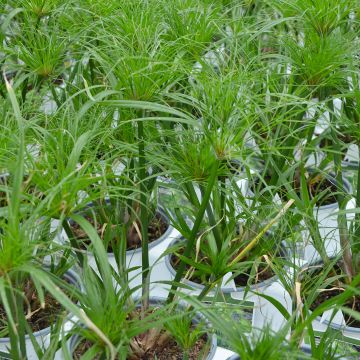 Grass, Papyrus 'Dwarf Egyptian'